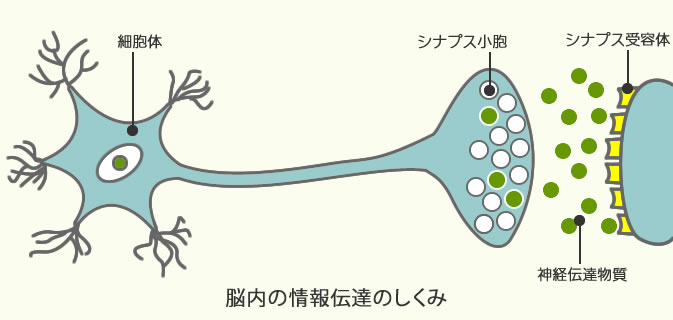 脳内の情報伝達のしくみ